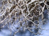 Usnea merrillii image