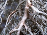 Usnea merrillii image