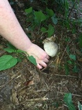 Agaricus arvensis image