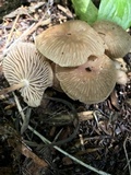Collybiopsis subpruinosa image