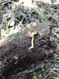 Pluteus aurantiorugosus image