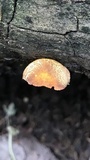 Pluteus aurantiorugosus image