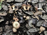 Cantharellus lewisii image