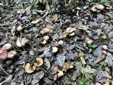 Cantharellus lewisii image