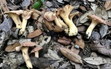 Cantharellus lewisii image