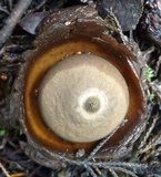 Geastrum fimbriatum image