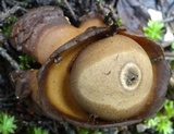 Geastrum fimbriatum image