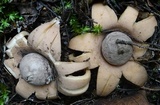 Geastrum fimbriatum image