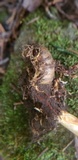 Ophiocordyceps heteropoda image