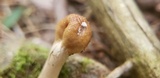 Ophiocordyceps heteropoda image