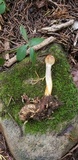 Ophiocordyceps heteropoda image