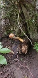Ophiocordyceps heteropoda image
