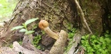 Ophiocordyceps heteropoda image