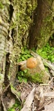 Ophiocordyceps heteropoda image