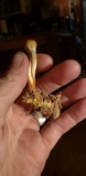 Ophiocordyceps heteropoda image