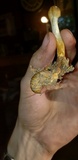 Ophiocordyceps heteropoda image