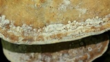 Daedalea quercina image