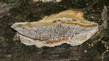 Daedalea quercina image