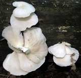 Pleurotus pulmonarius image