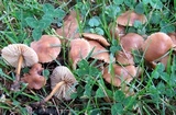 Marasmius oreades image