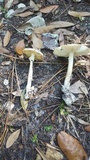 Amanita elliptosperma image