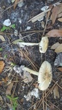 Amanita elliptosperma image