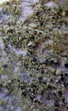 Cyphelium tigillare image