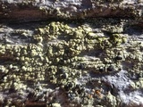 Cyphelium tigillare image