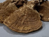 Earliella scabrosa image