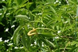 Puccinia bolleyana image