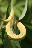 Puccinia bolleyana image
