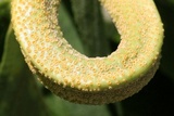 Puccinia bolleyana image