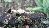 Trichia decipiens image