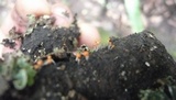 Trichia decipiens image