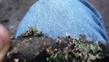 Trichia decipiens image