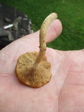 Kuehneromyces marginellus image