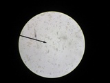 Kuehneromyces marginellus image