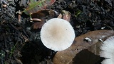 Psathyrella spadiceogrisea image