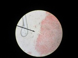 Kuehneromyces marginellus image