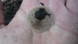 Psathyrella spadiceogrisea image