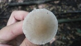 Psathyrella spadiceogrisea image