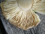 Megacollybia rodmanii image
