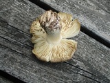 Megacollybia rodmanii image