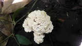 Abortiporus biennis image