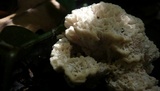 Abortiporus biennis image