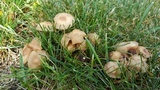 Marasmius oreades image