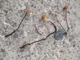 Rhizomarasmius pyrrhocephalus image