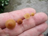 Rhizomarasmius pyrrhocephalus image