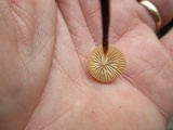 Rhizomarasmius pyrrhocephalus image