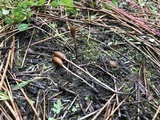 Galeropsis polytrichoides image